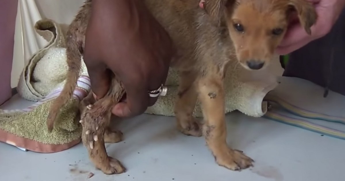 Puppy Has Hundreds Of Mangoworms Squeezed From His Skin