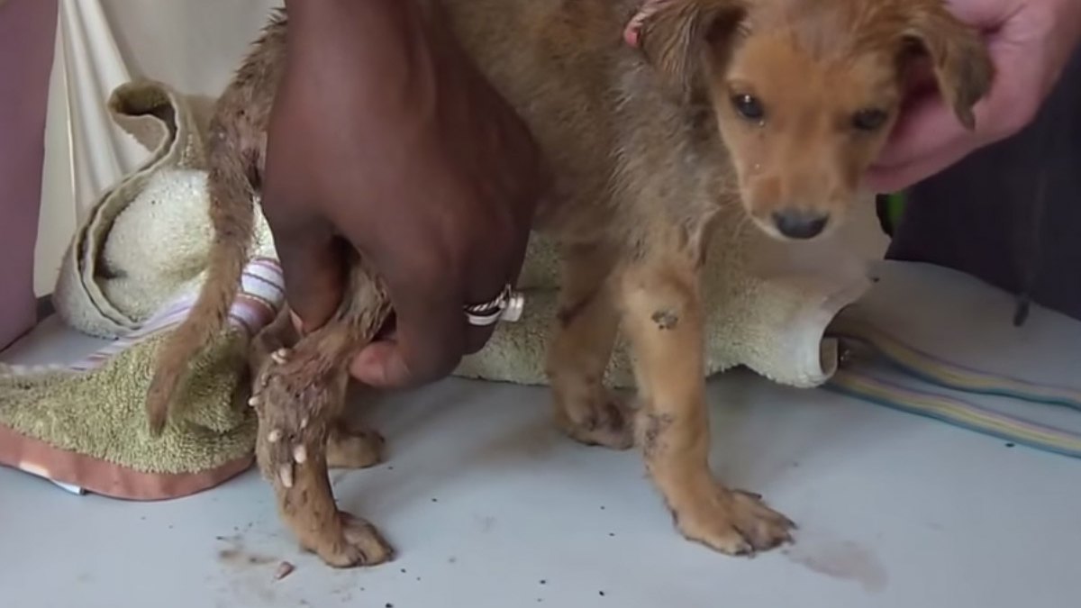 Puppy Has Hundreds of Mangoworms Squeezed From His Skin