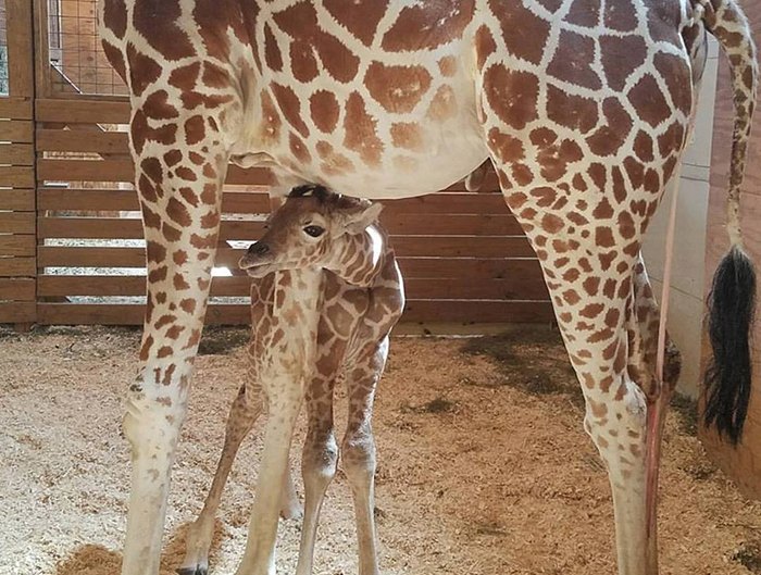 April the giraffe baby calf name