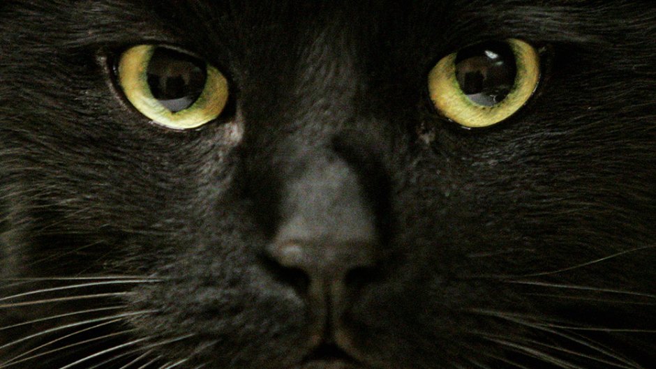 Black panther black cats adoption