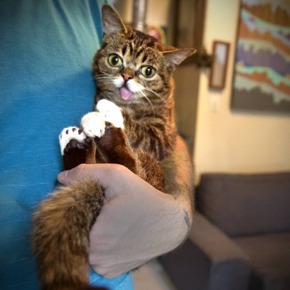 Lil Bub's Owner Holds Cat for Selfie