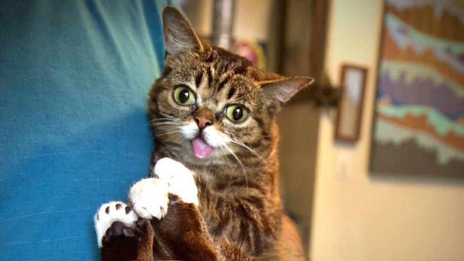 Lil Bub's Owner Holds Cat for Selfie