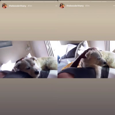 90 day fiance brittany in america with dog max