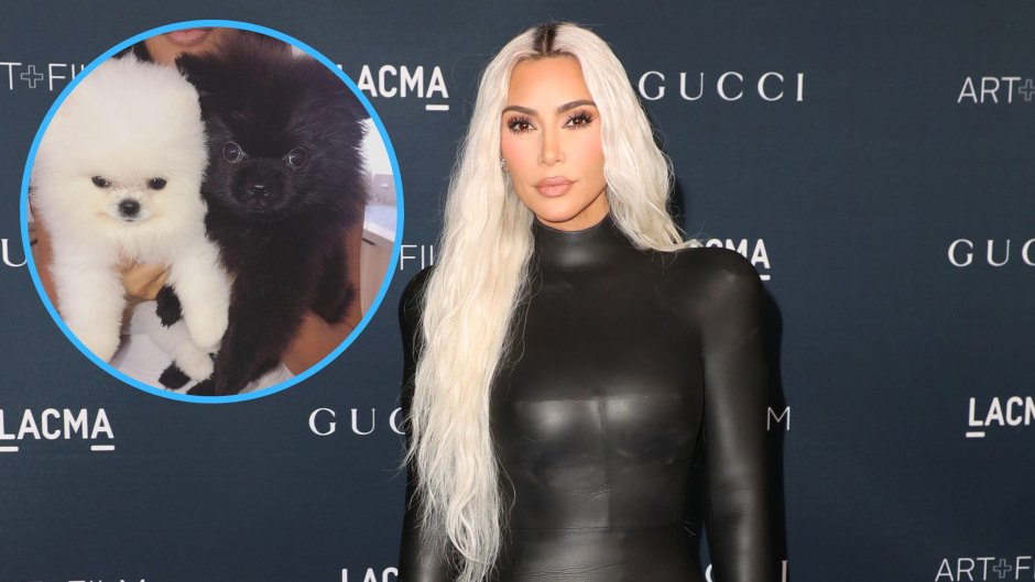 Fans Slam Kim Kardashian After It Appears Her Dogs Live in the Garage: 'They Need Love'