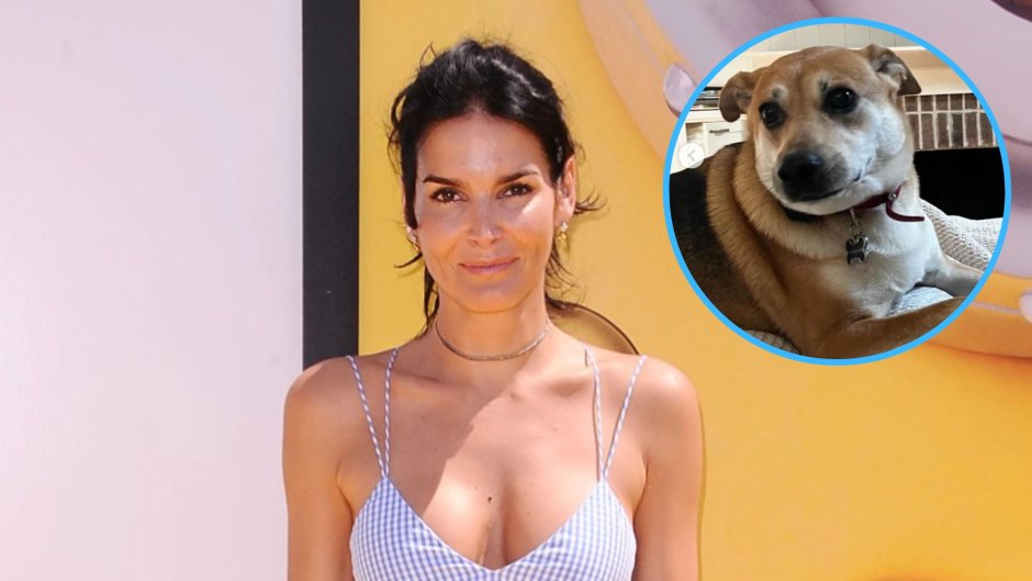 Angie Harmon Claims Instacart Driver Shot, Killed Her Dog